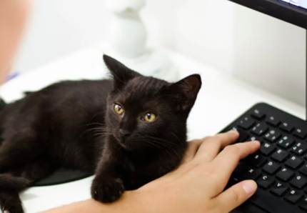 Tecnologia e animali domestici